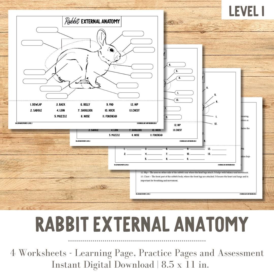 PRINTABLE Rabbit External Anatomy - Level 1