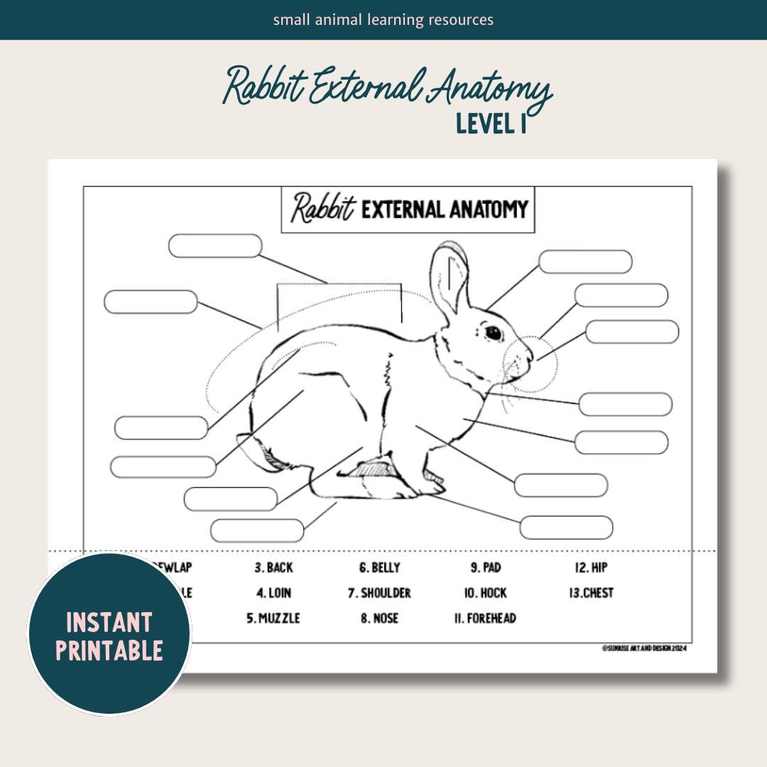 PRINTABLE Rabbit External Anatomy - Level 1