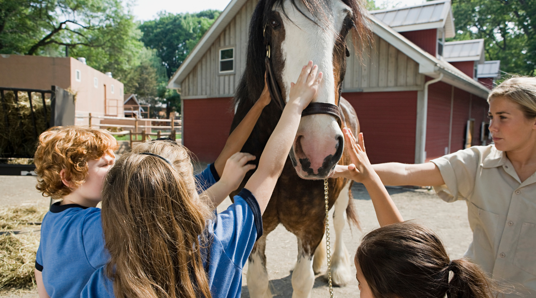 How To Start a 4-H Club!