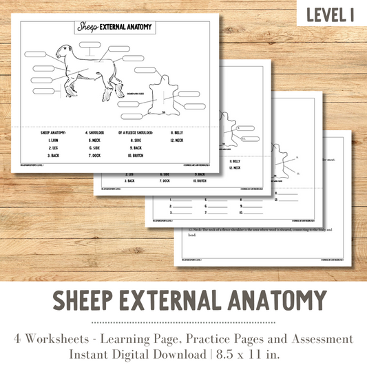 PRINTABLE Sheep External Anatomy - Level 1