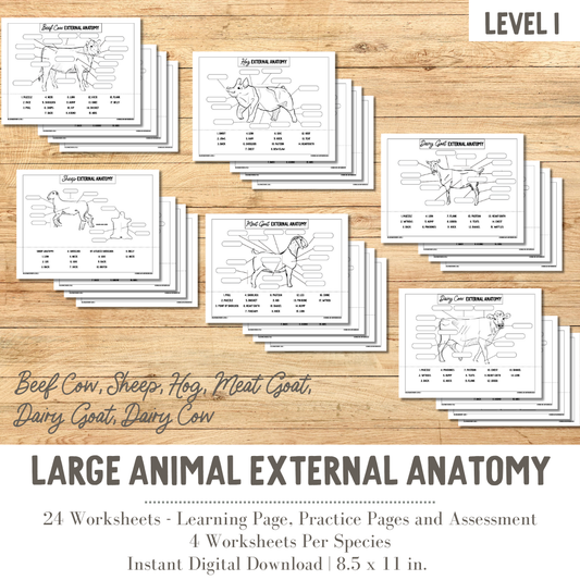 PRINTABLE All Large Animal External Anatomy Bundle Hog, Beef Cow, Sheep, Meat Goat - Level 1