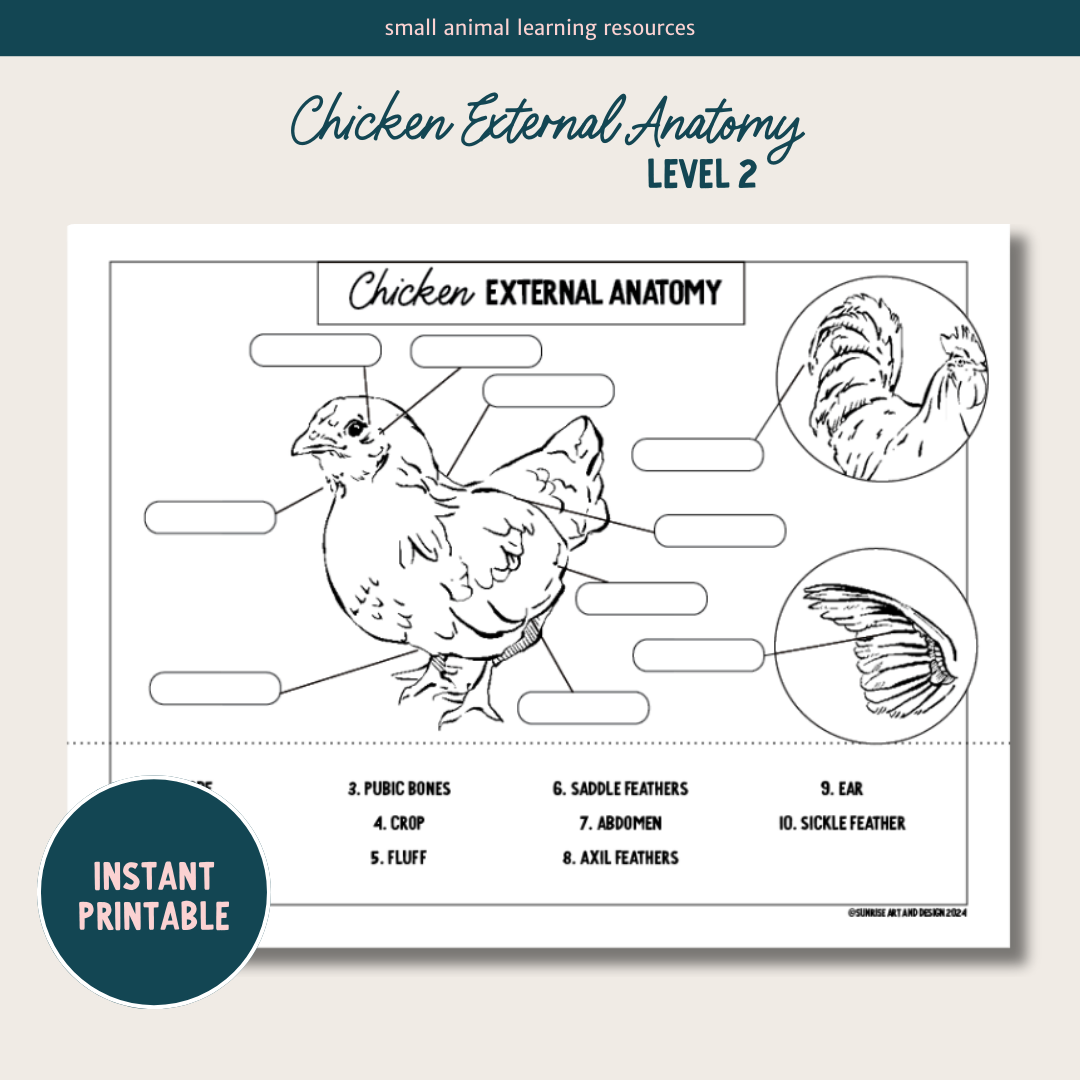 PRINTABLE Chicken External Anatomy - Level 2