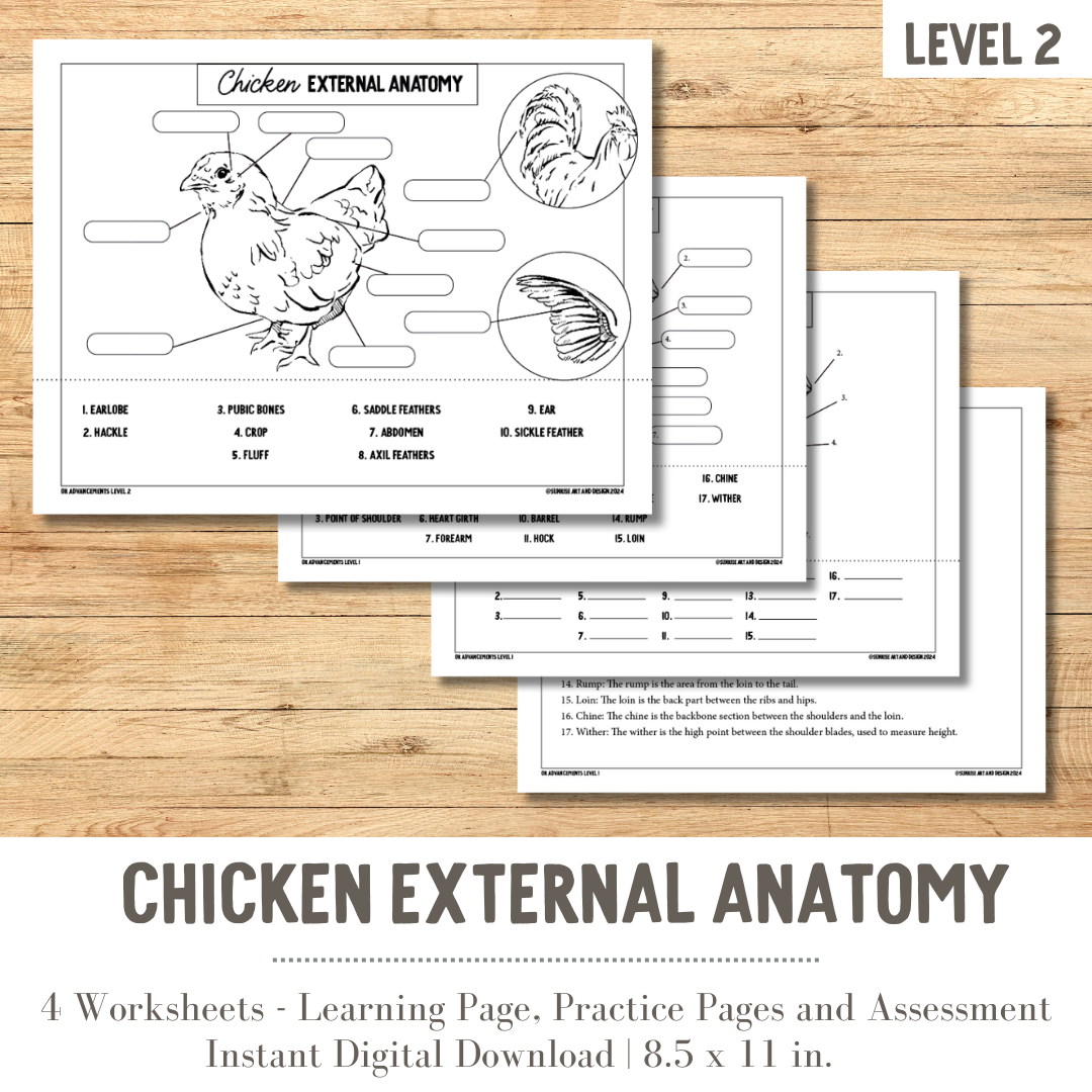 PRINTABLE Chicken External Anatomy - Level 2