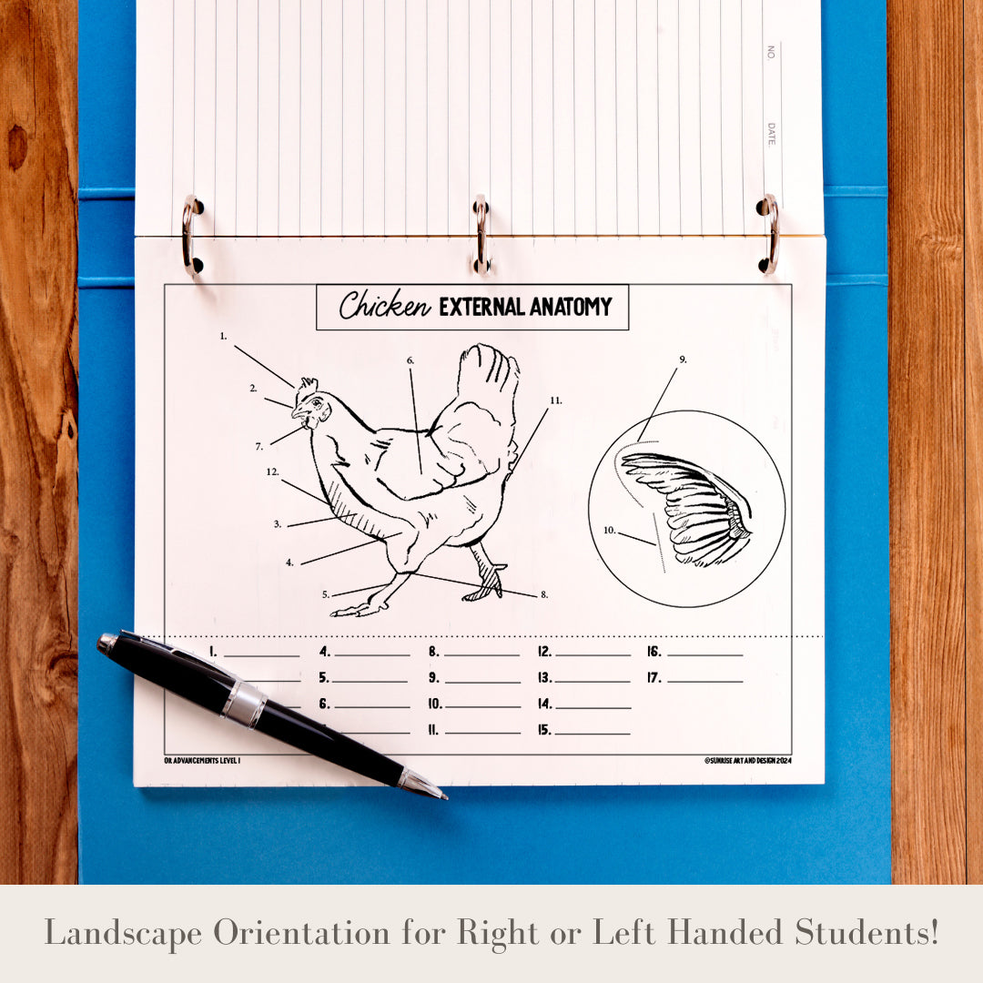 PRINTABLE Chicken External Anatomy Bundle Broiler/Layer - Level 1