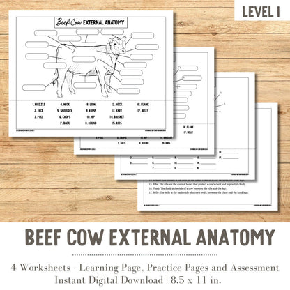 PRINTABLE Beef Cow External Anatomy - Level 1