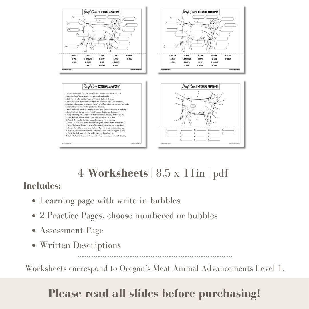 PRINTABLE Beef Cow External Anatomy - Level 1