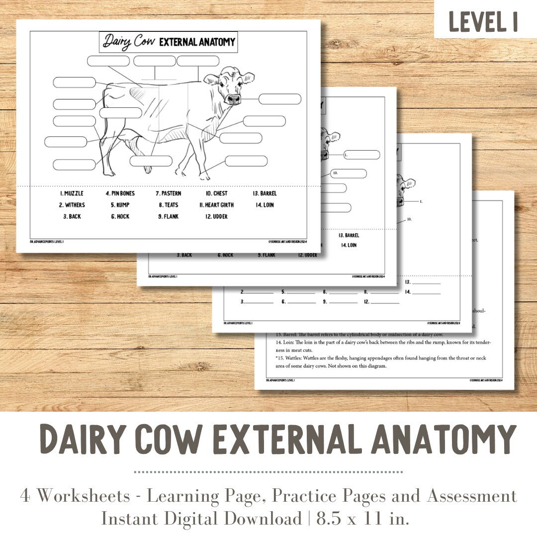 PRINTABLE Dairy Cow External Anatomy - Level 1