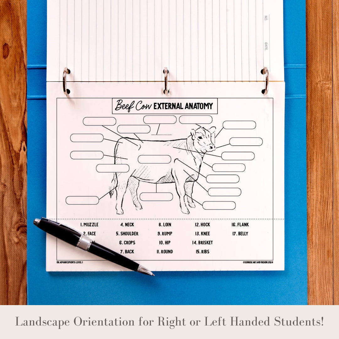 PRINTABLE Beef Cow External Anatomy - Level 1