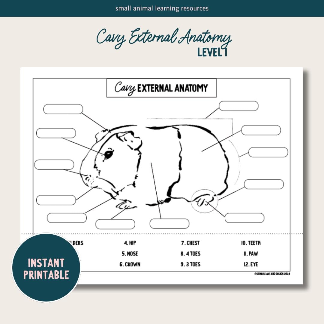 PRINTABLE Cavy External Anatomy - Level 1