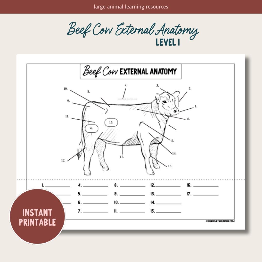 PRINTABLE Beef Cow External Anatomy - Level 1