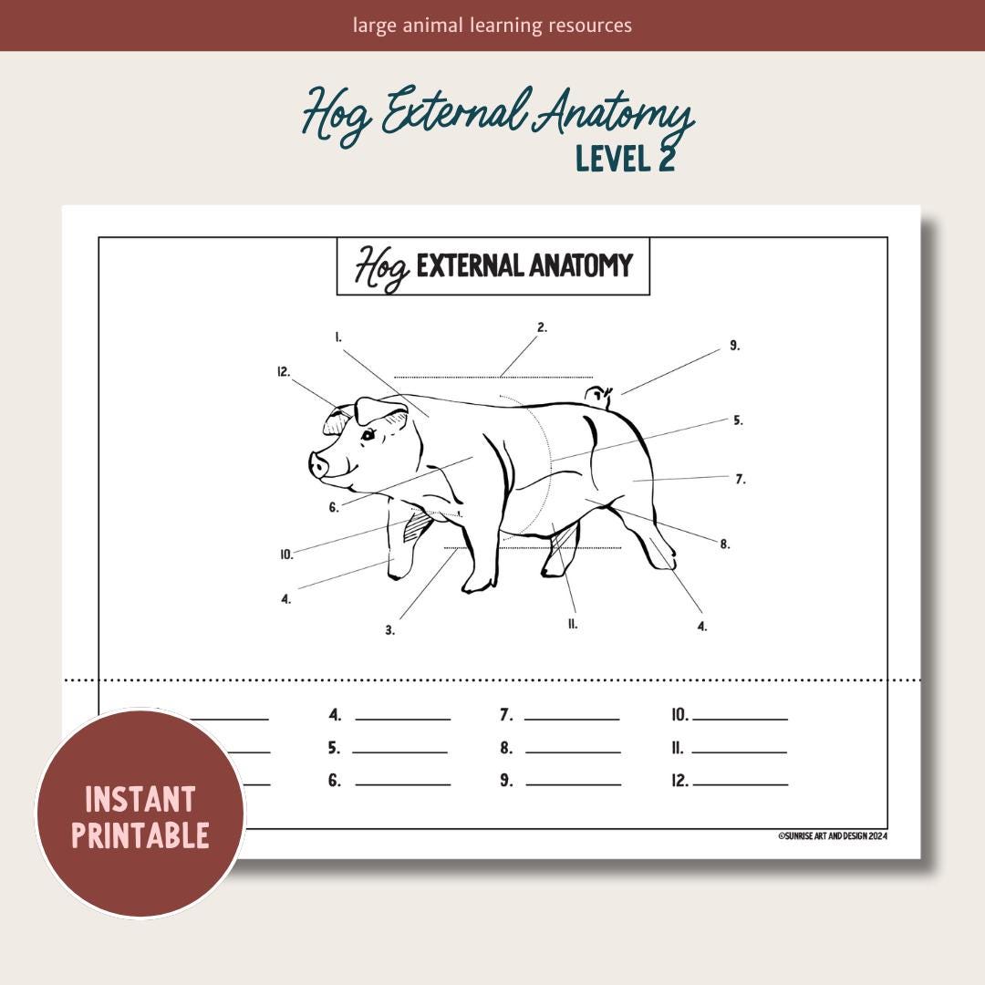 PRINTABLE Hog External Anatomy - Level 2