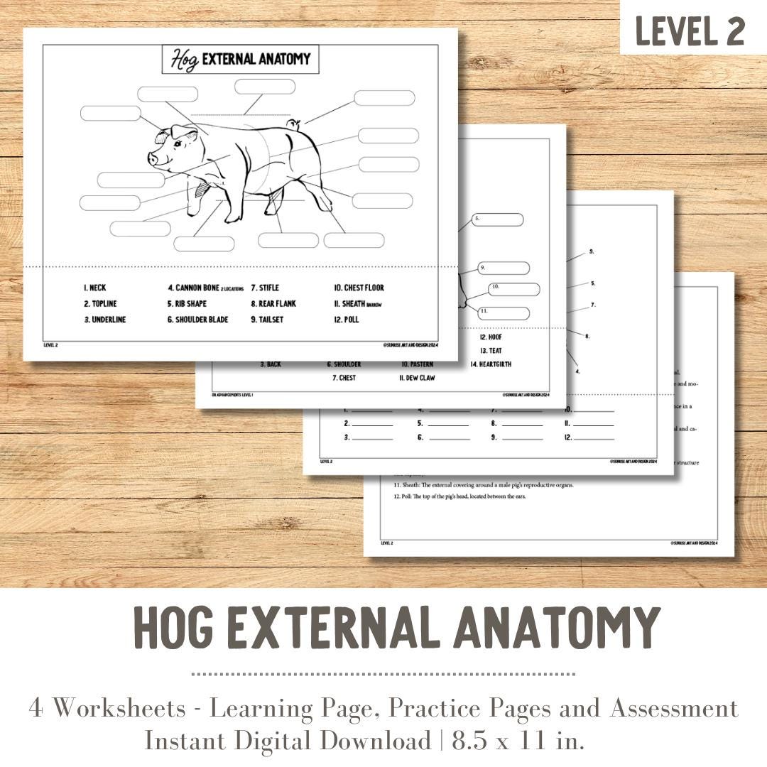 PRINTABLE Hog External Anatomy - Level 2