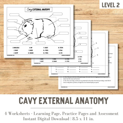 PRINTABLE Cavy External Anatomy - Level 1