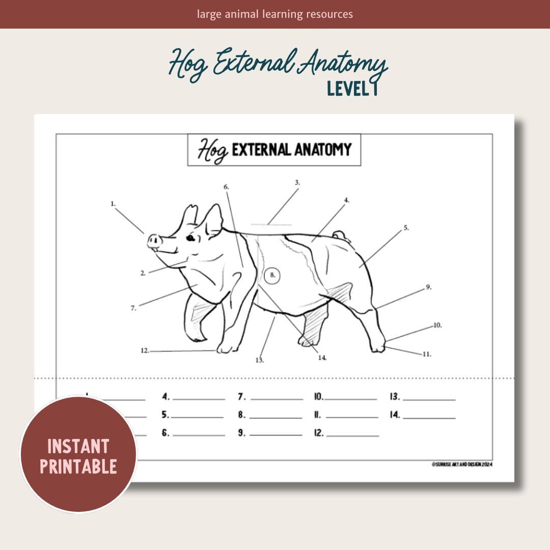 PRINTABLE Hog External Anatomy - Level 1